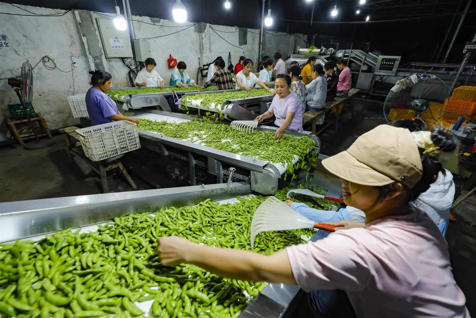 Frozen Green Bean Production Line 1 1 1 Frozen Green Bean Production Line 1 1 1